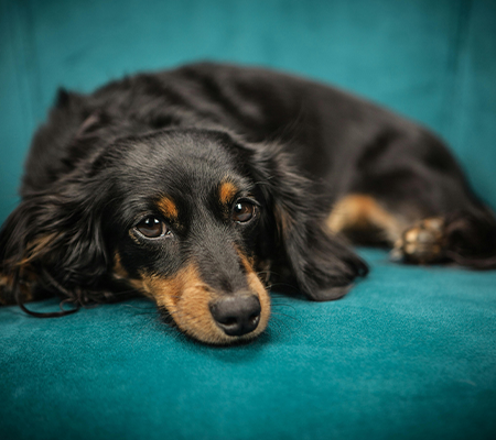 img-dog-alone.png