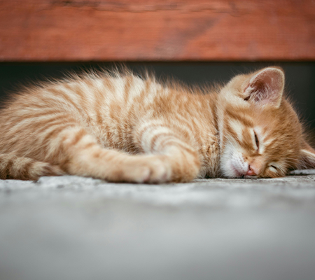 img-sleeping-cat.png