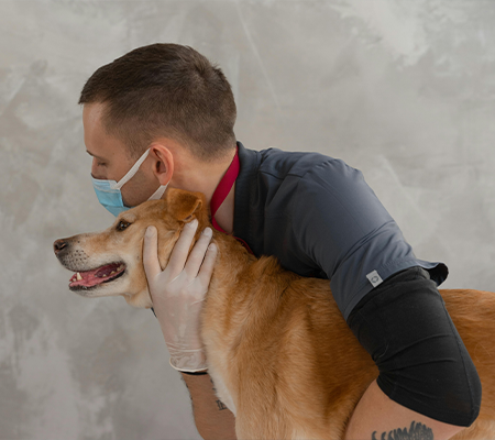 img-televet-pet-care.png